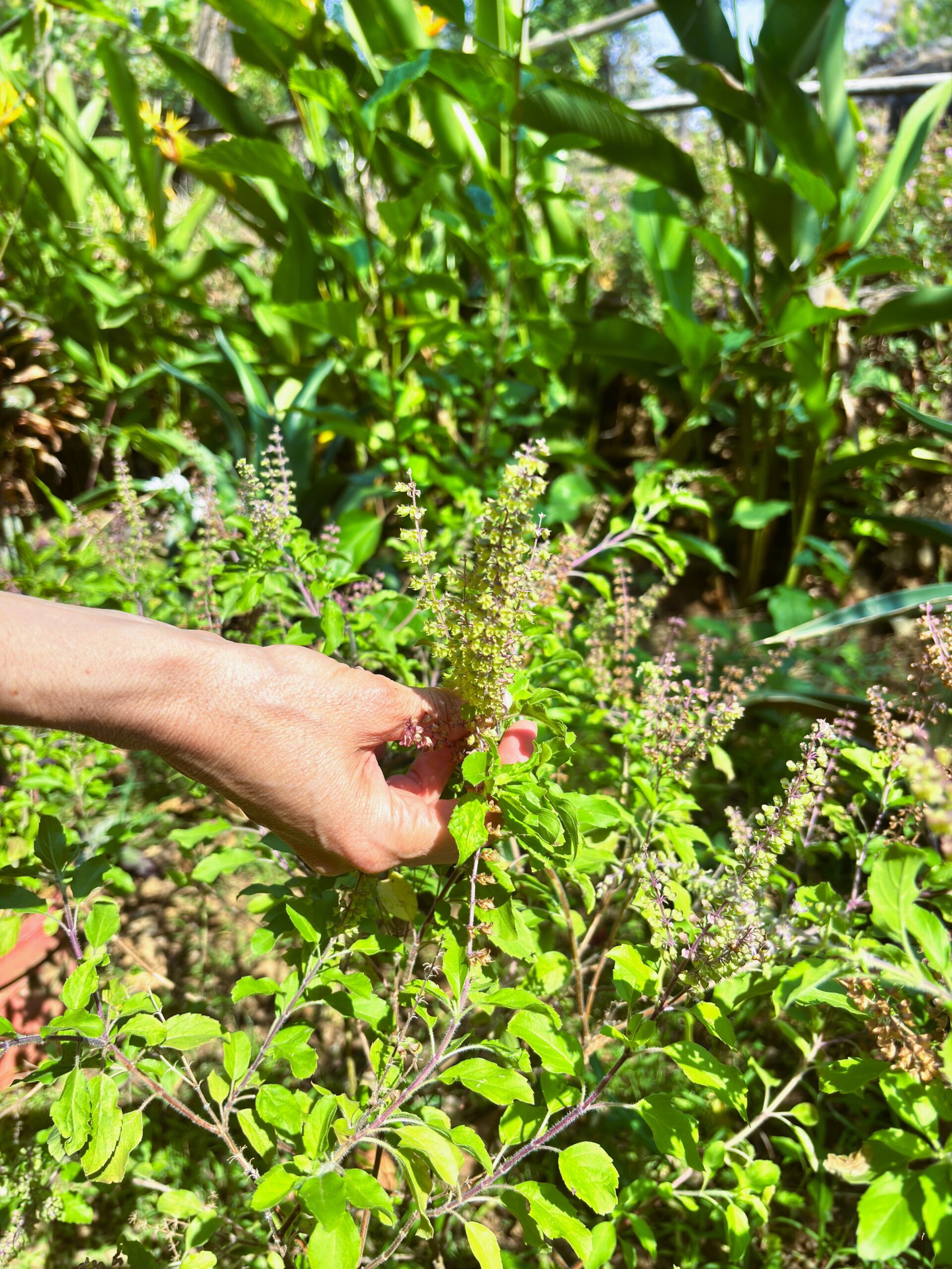 vegetarian restaurant South Goa 